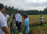 Serangan Hama Wereng Guncang Sawah Pariaman, Pemko Bergerak Cepat Selamatkan Puluhan Hektare Lahan