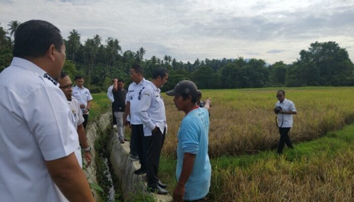 Serangan Hama Wereng Guncang Sawah Pariaman, Pemko Bergerak Cepat Selamatkan Puluhan Hektare Lahan