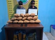 Satresnarkoba Polres Pasaman Tangkap Dua Pemuda dengan 15 Paket Besar Ganja