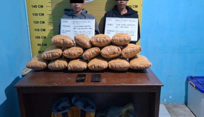 Satresnarkoba Polres Pasaman Tangkap Dua Pemuda dengan 15 Paket Besar Ganja