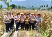 Polres Pasaman Gelar Panen Raya Jagung Serentak Kuartal III di Lubuk Sikaping