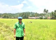 Petani Sijunjung Ubah Bekas Tambang Jadi Sawah Subur