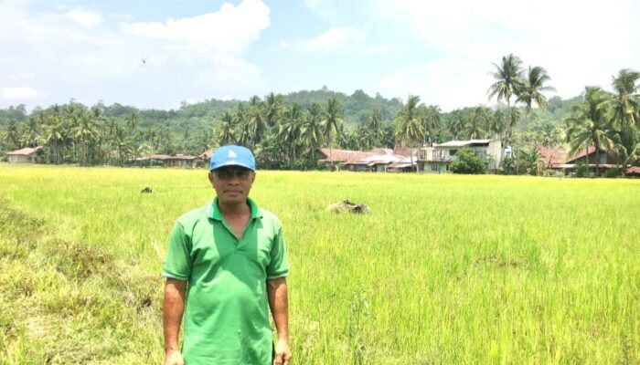 Petani Sijunjung Ubah Bekas Tambang Jadi Sawah Subur