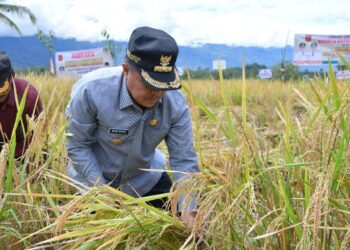 Panen Sawah Pokok Murah di Paninjauan, Hasilkan 8,1 Ton Gabah per Hektare