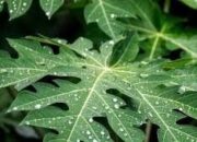 Rahasia Daun Pepaya, Pahit di Lidah, Ampuh Jaga Imunitas dan Kendalikan Gula Darah
