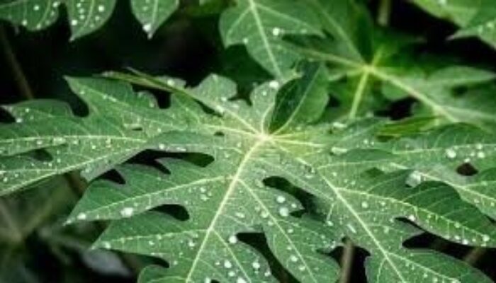 Rahasia Daun Pepaya, Pahit di Lidah, Ampuh Jaga Imunitas dan Kendalikan Gula Darah