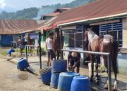 59 Kuda dari Berbagai Daerah Siap Berlaga di Gubernur Cup III