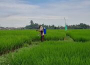 Harga Pupuk Bersubsidi Turun, Pengawasan Diperketat