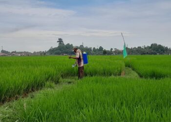 Harga Pupuk Bersubsidi Turun, Pengawasan Diperketat