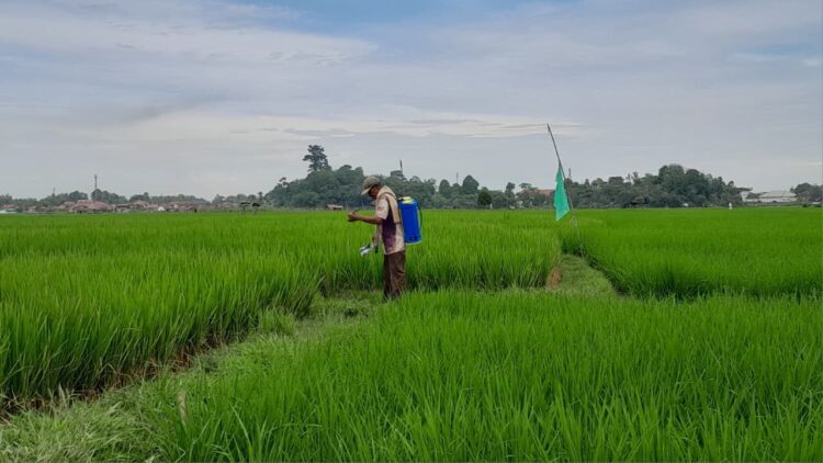 Seorang petani tengah menyemprotkan pestisida di area persawahan di kawasan Siteba, Kota Padang, beberapa waktu yang lalu. Kebijakan penurunan HET pupuk bersubsidi yang baru-baru ini ditetapkan menjadi angin segar bagi sektor pertanian. IST/YOSA