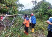 Hujan Lebat Disertai Angin Kencang, Sejumlah Rumah Rusak dan Pohon Tumbang di Kecamatan Barangin Sawahlunto
