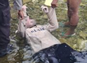 Jasad Perempuan Muda Ditemukan Mengapung di Danau Maninjau