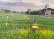 Pertama di Sumatra, Petani Bawang Hemat 50 Persen Penggunaan Pestisida Sejak Terapkan Electrifying Agriculture