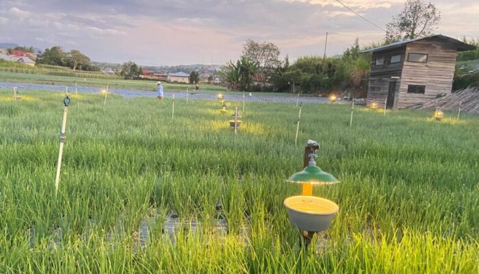 Pertama di Sumatra, Petani Bawang Hemat 50 Persen Penggunaan Pestisida Sejak Terapkan Electrifying Agriculture