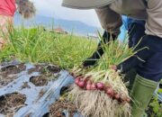 Petani Terus Panen, Ketersediaan Bawang Merah di Sumbar Tercukupi