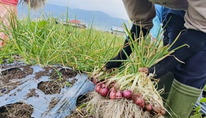 Petani Terus Panen, Ketersediaan Bawang Merah di Sumbar Tercukupi