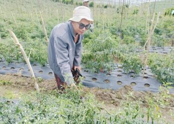 Petani di Kabupaten Solok Mulai Panen Cabai Merah, Harga Mulai Turun