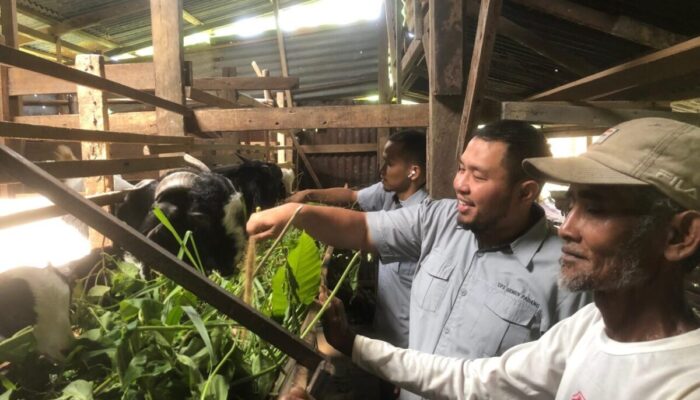 Kambing Etawa Harapan Baru Warga Kampung Padayo