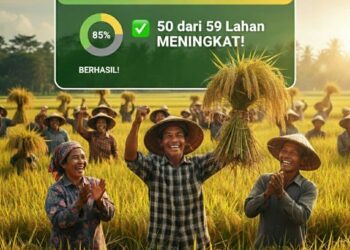 Produktivitas Sawah Pokok Murah di Agam Meningkat
