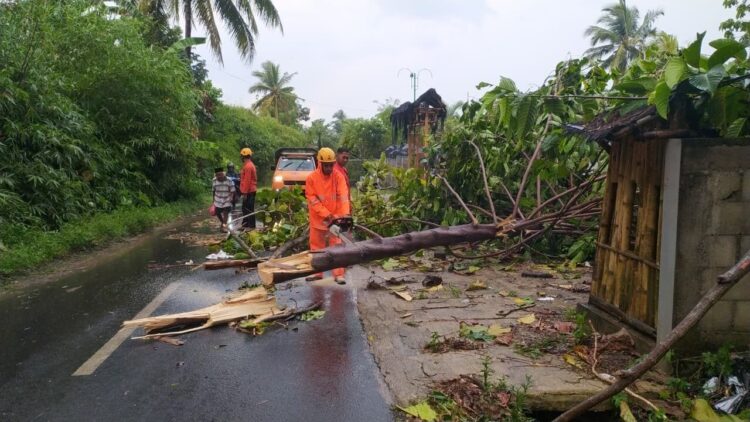 Pembersihan material pohon tumbang yang menutup akses jalan warga di Kabupaten Jember, Jawa Timur, Senin (6/10).Sumber foto : BPBD Kabupaten Jember