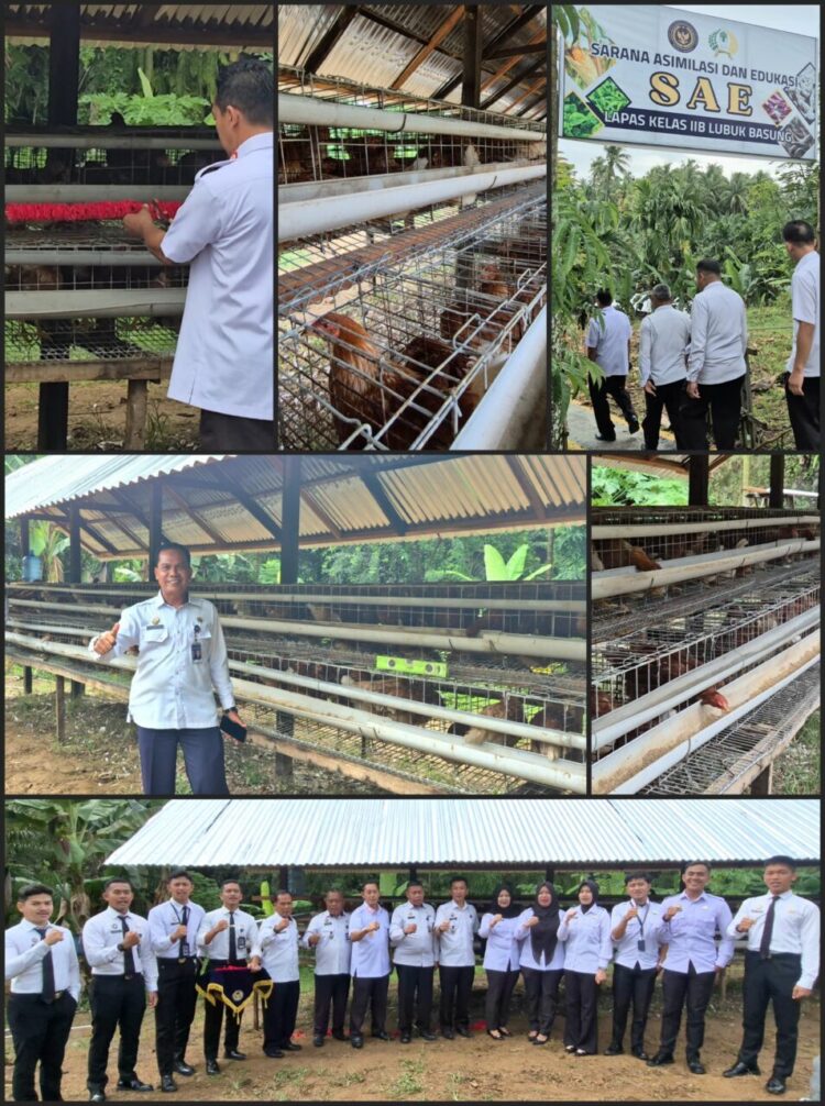 Lembaga Pemasyarakatan (Lapas) Kelas IIB Lubuk Basung meresmikan usaha peternakan ayam petelur sebagai bagian dari program ketahanan pangan, Selasa (11/11) pagi. IST