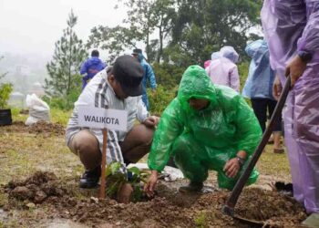 Pemko Padang Panjang Tebar Bibit Produktif, Mulai Durian Musang King hingga Alpukat Aligator