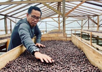 “Anak Daro” Diklaim Kopi Kerinci Jambi oleh Roemah Koffie, Potensi Pencaplokan Budaya Minang Picu Kontroversi