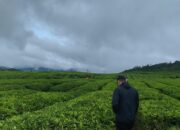 Nikmati Sejuknya Hawa Pegunungan di Alahan Panjang