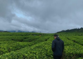 Nikmati Sejuknya Hawa Pegunungan di Alahan Panjang