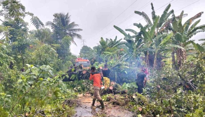 Angin Kencang Akibatkan Pohon Rambutan Tumbang di Batipuah Panjang, Akses Warga Terhambat