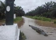 Buaya Muncul di Badan Jalan Tiku Limo Jorong Usai Hujan Deras