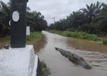 Buaya Muncul di Badan Jalan Tiku Limo Jorong Usai Hujan Deras