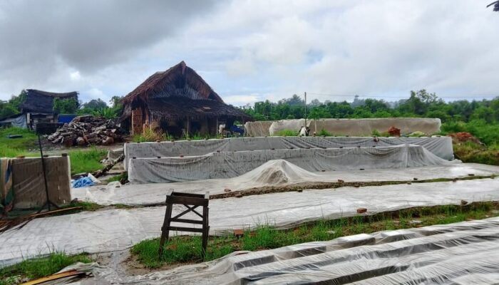 Ratusan Pekerja Kehilangan Penghasilan, Produksi Batu Bata Padang Pariaman Mati Akibat Hujan