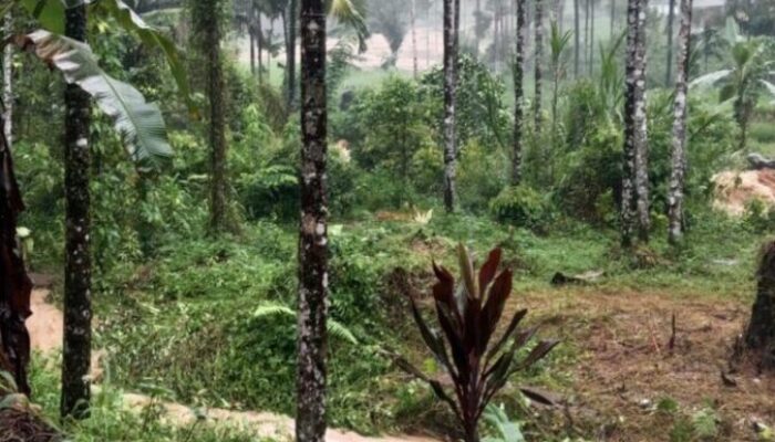 Lereng Runtuh di Arikia, Empat Warga Tewas, Rumah Hancur, Komunikasi Terputus