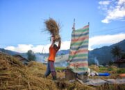 Produksi Beras Sumbar Meningkat 7.712 Ton