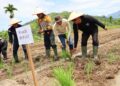 Wabup Risnaldi Resmikan Tanam Serentak MTOT di IV Jurai