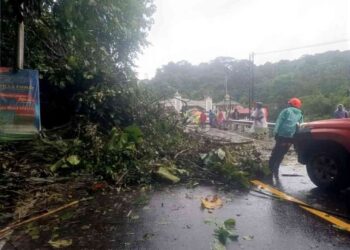 Pohon Tumbang di Gerbang Masuk Padang Panjang Hambat Lalin, BPBD Sigap Evakuasi