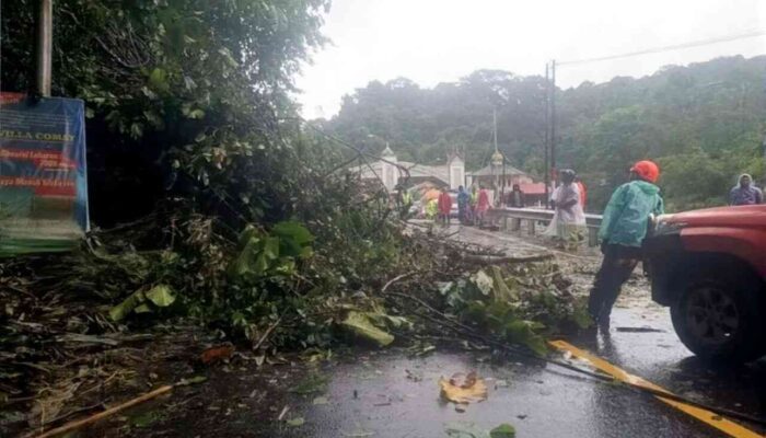 Pohon Tumbang di Gerbang Masuk Padang Panjang Hambat Lalin, BPBD Sigap Evakuasi