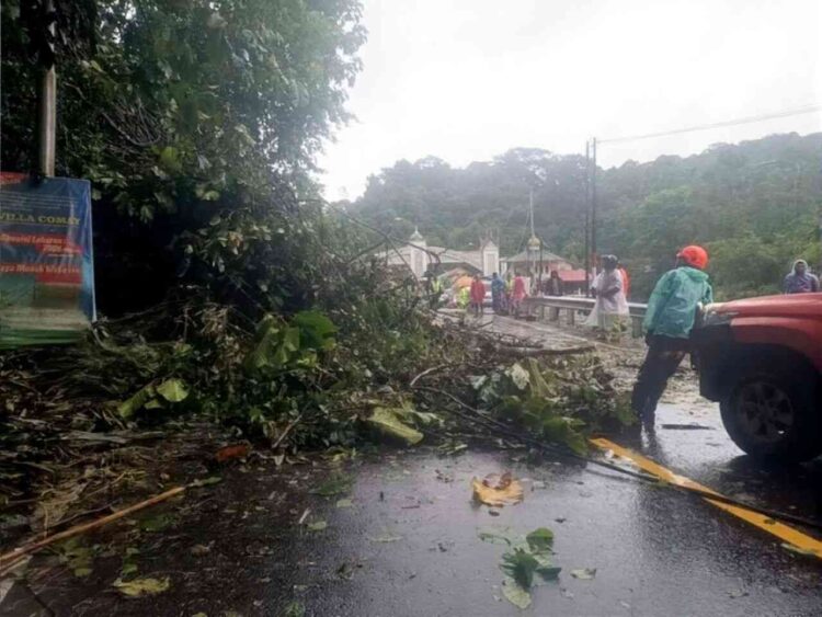 Pohon Tumbang di Gerbang Masuk Padang Panjang Hambat Lalin. IST