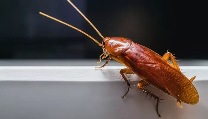 Hati-Hati Kecoak Bisa Sebarkan Racun Dalam Ruangan