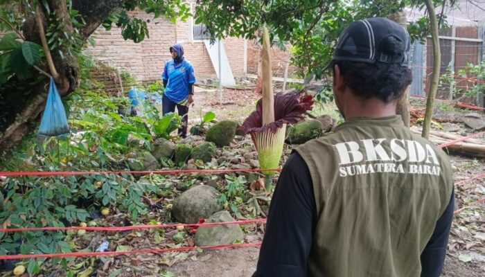 Bunga Bangkai Raksasa Mekar di Pekarangan Rumah Warga Lubuk Basung