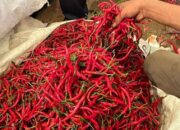 Harga Cabai “Menyala” di Pesisir Selatan, Tembus Rp90 Ribu per Kilogram
