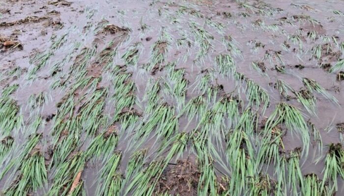 2.798 Hektare Sawah Rusak Diterjang Galodo, Sumbar Terancam Krisis Pangan