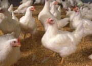 Kerugian Sektor Peternakan Sumbar Tembus Rp 3,7 Miliar, Ribuan Ayam Mati dan Kandang Hanyut Diterjang Galodo