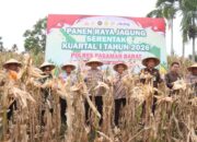 Polres Pasbar Gelar Panen Jagung Serentak di Nagari Lingkuang Aua Bandarejo