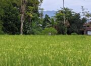 Kemarau Hantui Ribuan Hektare Sawah di Padang