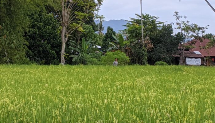 Kemarau Hantui Ribuan Hektare Sawah di Padang