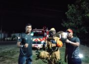 Resahkan Warga, Sarang Tawon di Tapan Dievakuasi Damkar