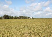 Indonesia Perkuat Swasembada Pangan dan Siap Menjadi Pemasok Pangan Dunia