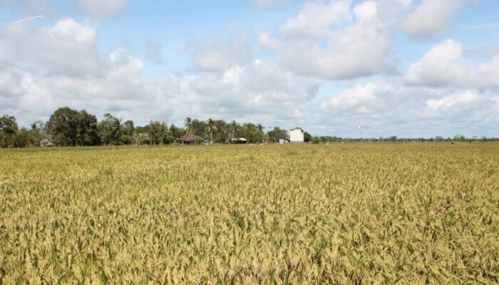 Indonesia Perkuat Swasembada Pangan dan Siap Menjadi Pemasok Pangan Dunia